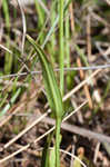 Rose pogonia <BR>Snakemouth orchid